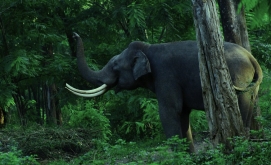 Explore Nepal's Rich Wildlife on World Wildlife Day